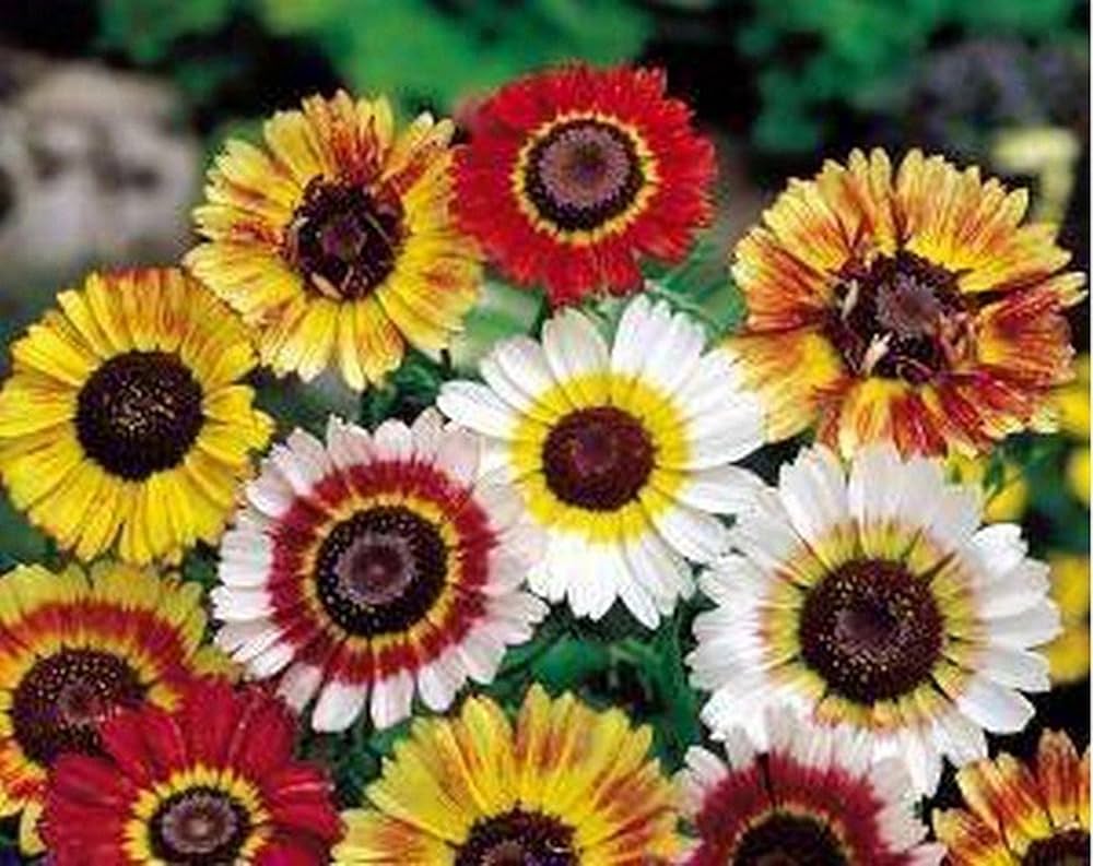 Tricolor Daisy Mixed Colors Flower - for planting in home garden